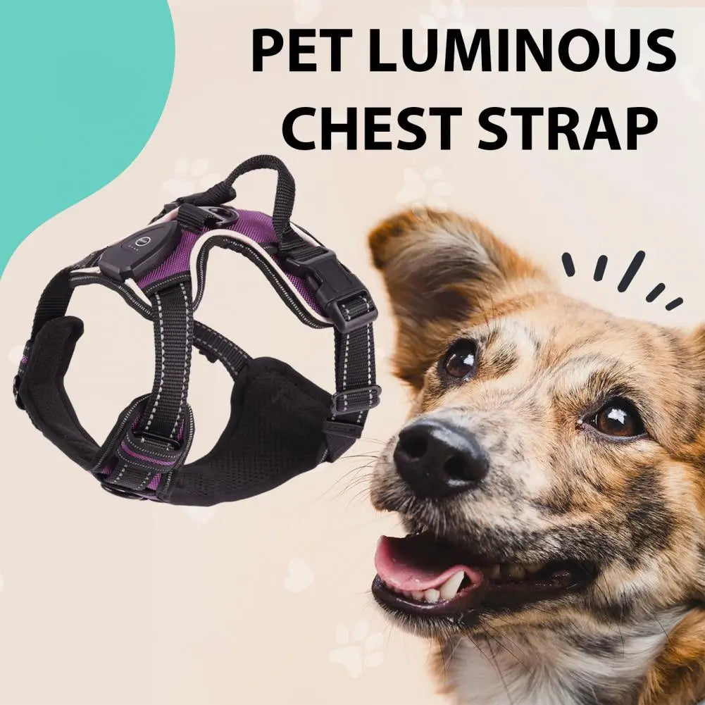 Night Walker - Rechargeable Led Dog Harness